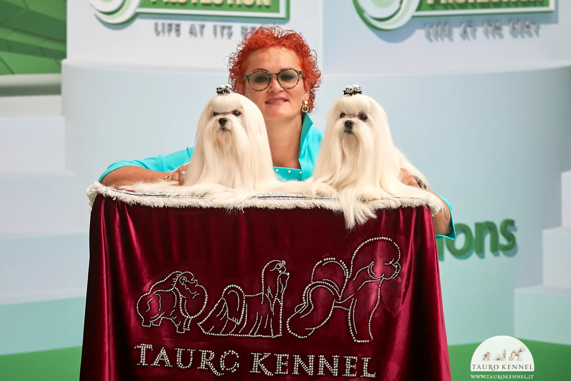 Veisėja Janita J. Plungė ir „Tauro Kennel“ veislyno maltos bišonai / Organizatorių nuotr.