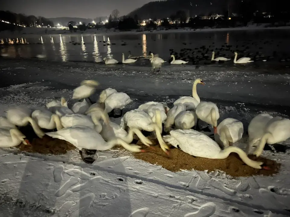 Pagalbos prašymas: Žemuosiuose Šančiuose dėl išgyvenimo kovoja šimtai gulbių