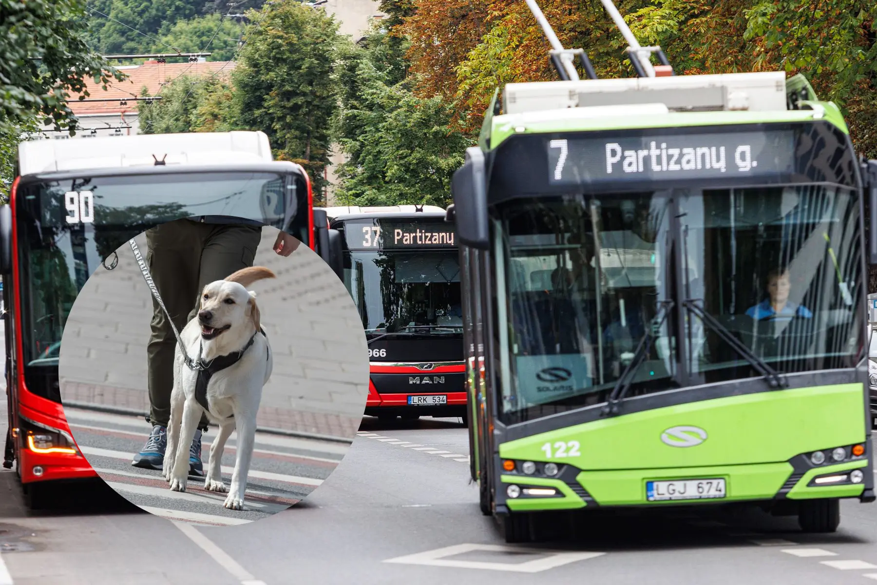 Šuo, viešasis transportas