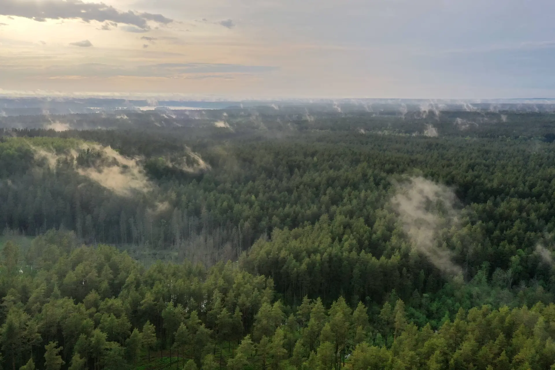 Dūmai, miškas, gaisras