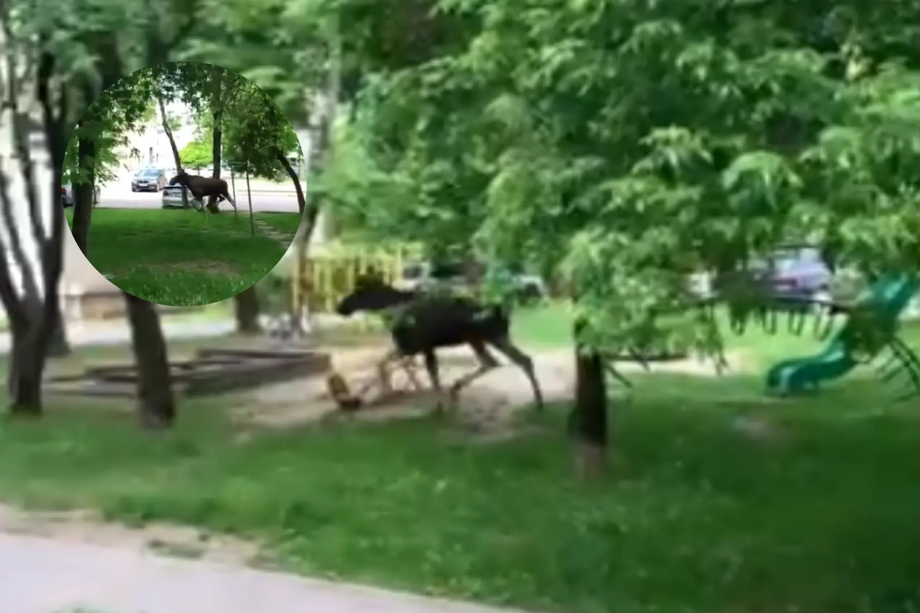 Briedis Pramonės prospekte