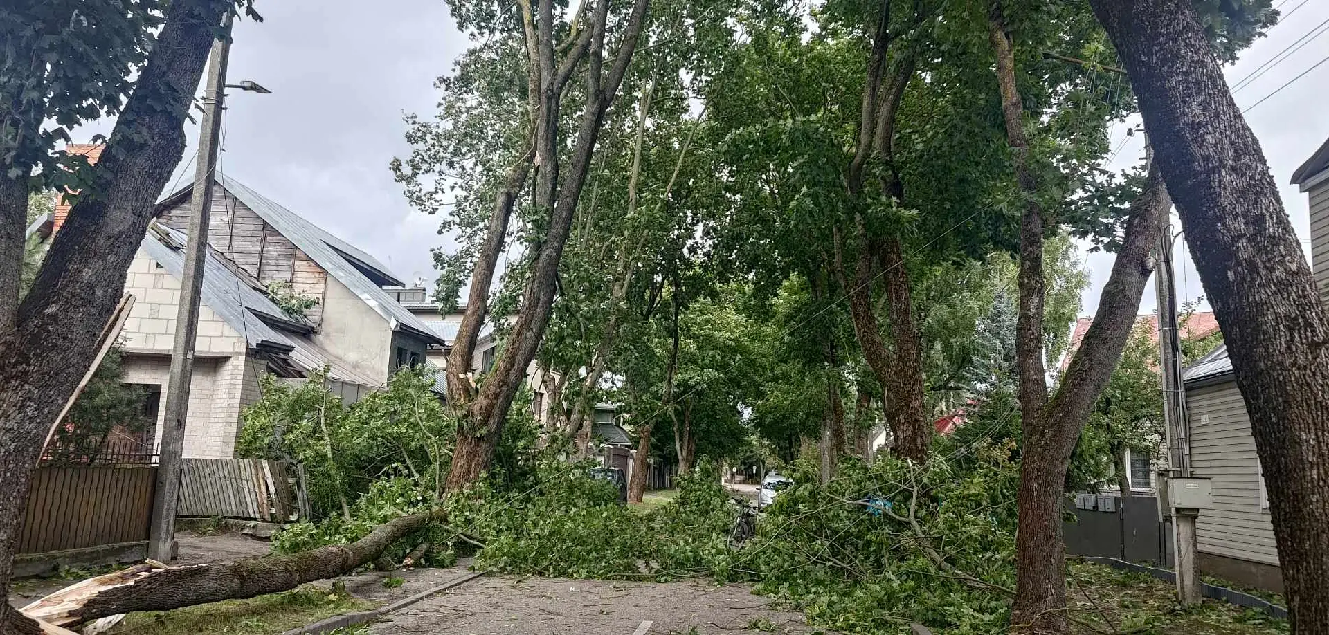 Alantos gatvėje nuvirtęs medis nutraukė elektros laidus / Skaitytojų nuotr.