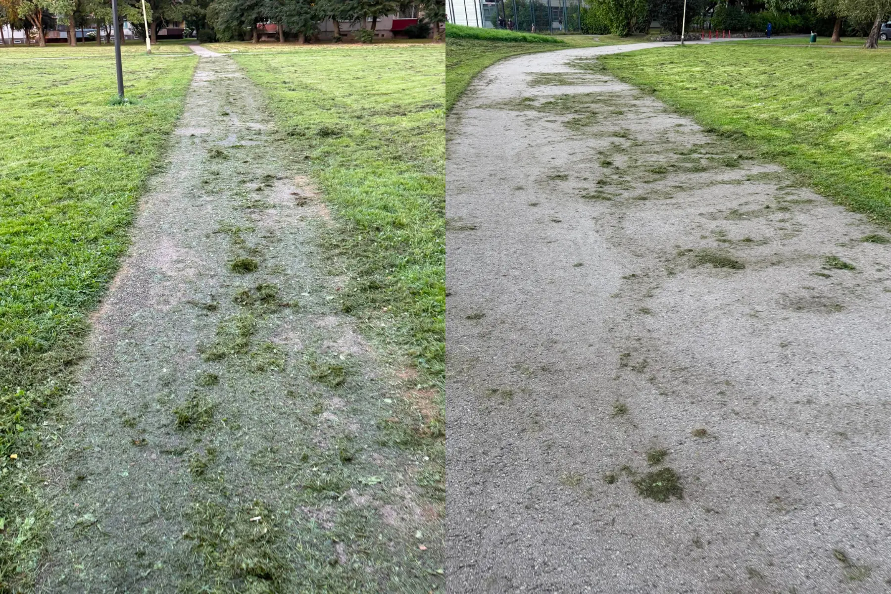 Ant pėsčiųjų tako palikta nupjauta žolė