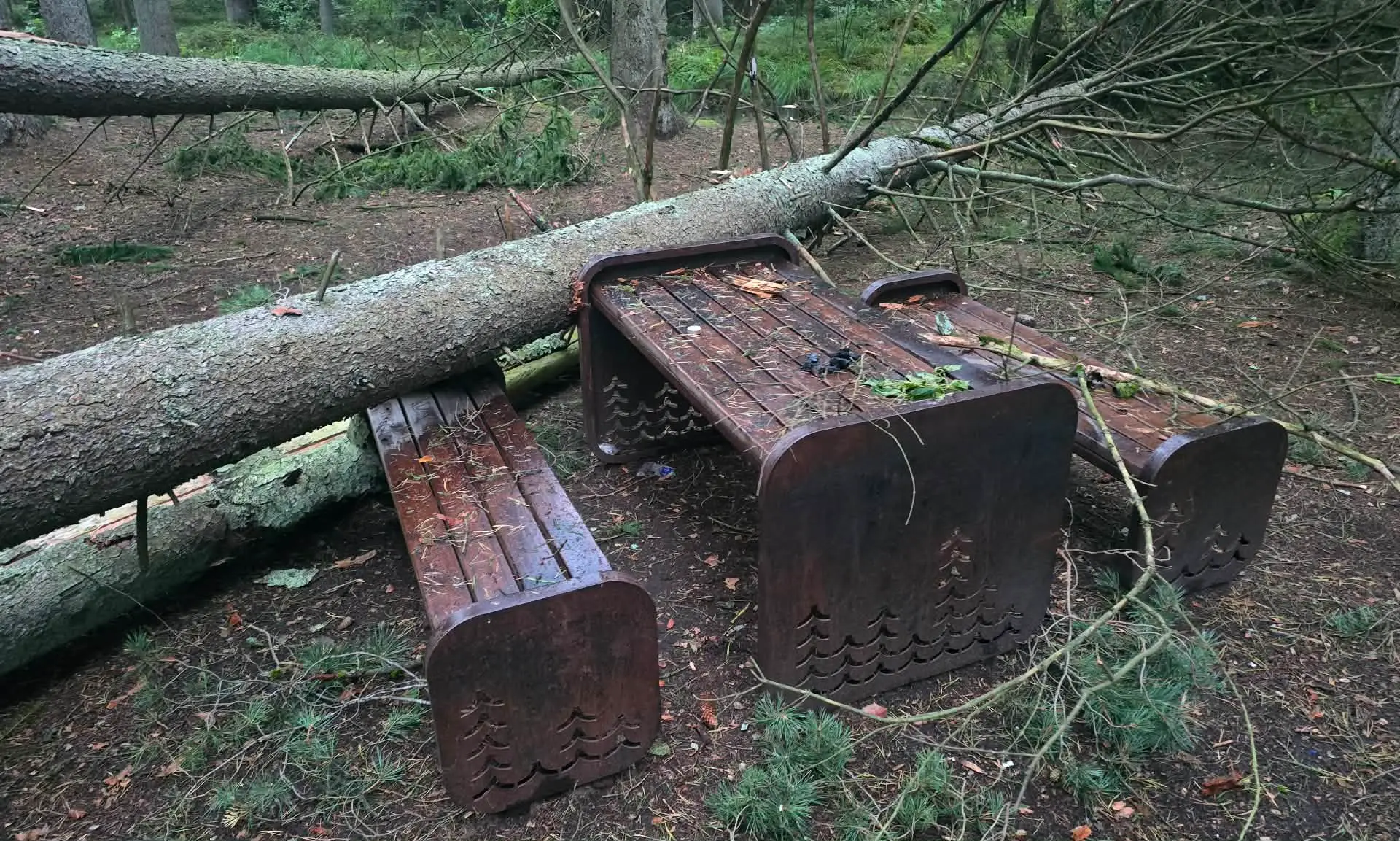 Audros nuniokotas Kleboniškio miškas / Skaitytojo nuotr.