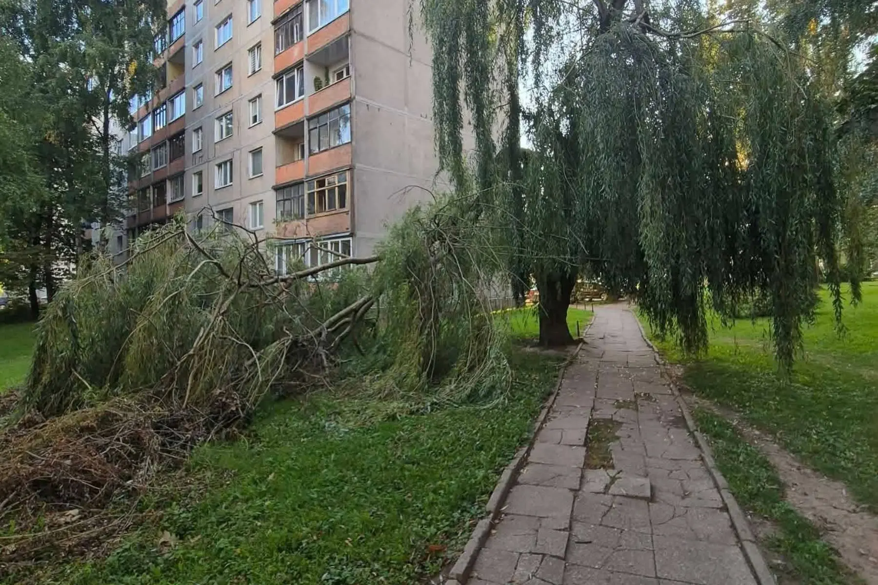 Nuvirtęs medis Partizanų g.