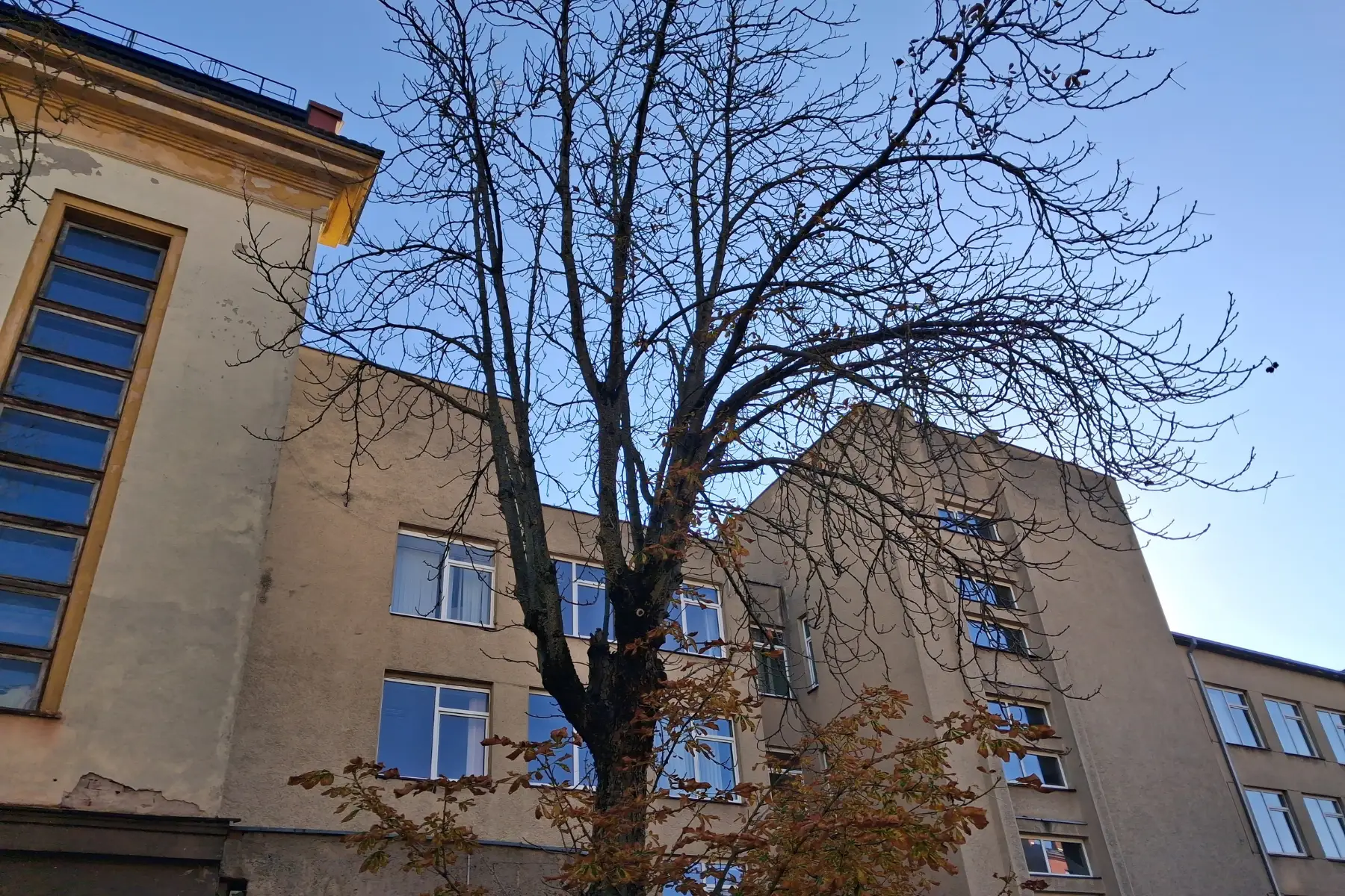 Medis Gedimino gatvėje