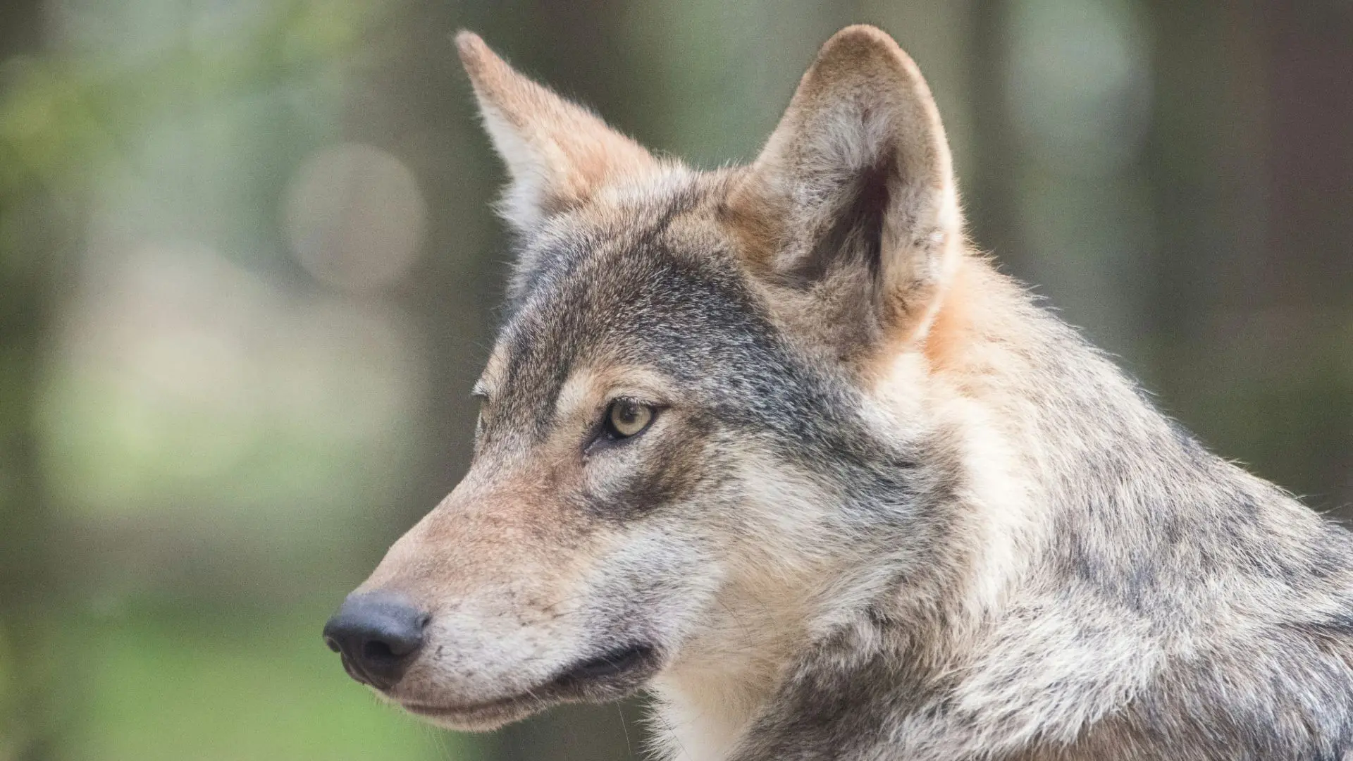 Gemeente Utrecht wil wolf doodschieten na incident met kinderen