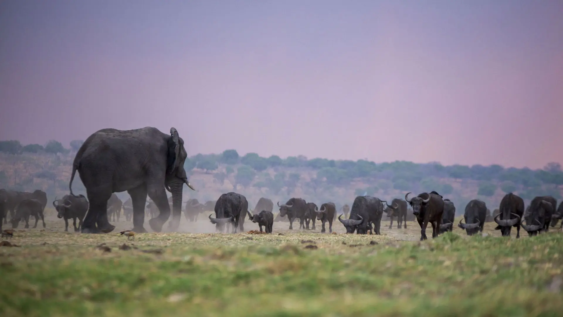 Botswana wil 20.000 olifanten doden door ernstige droogte