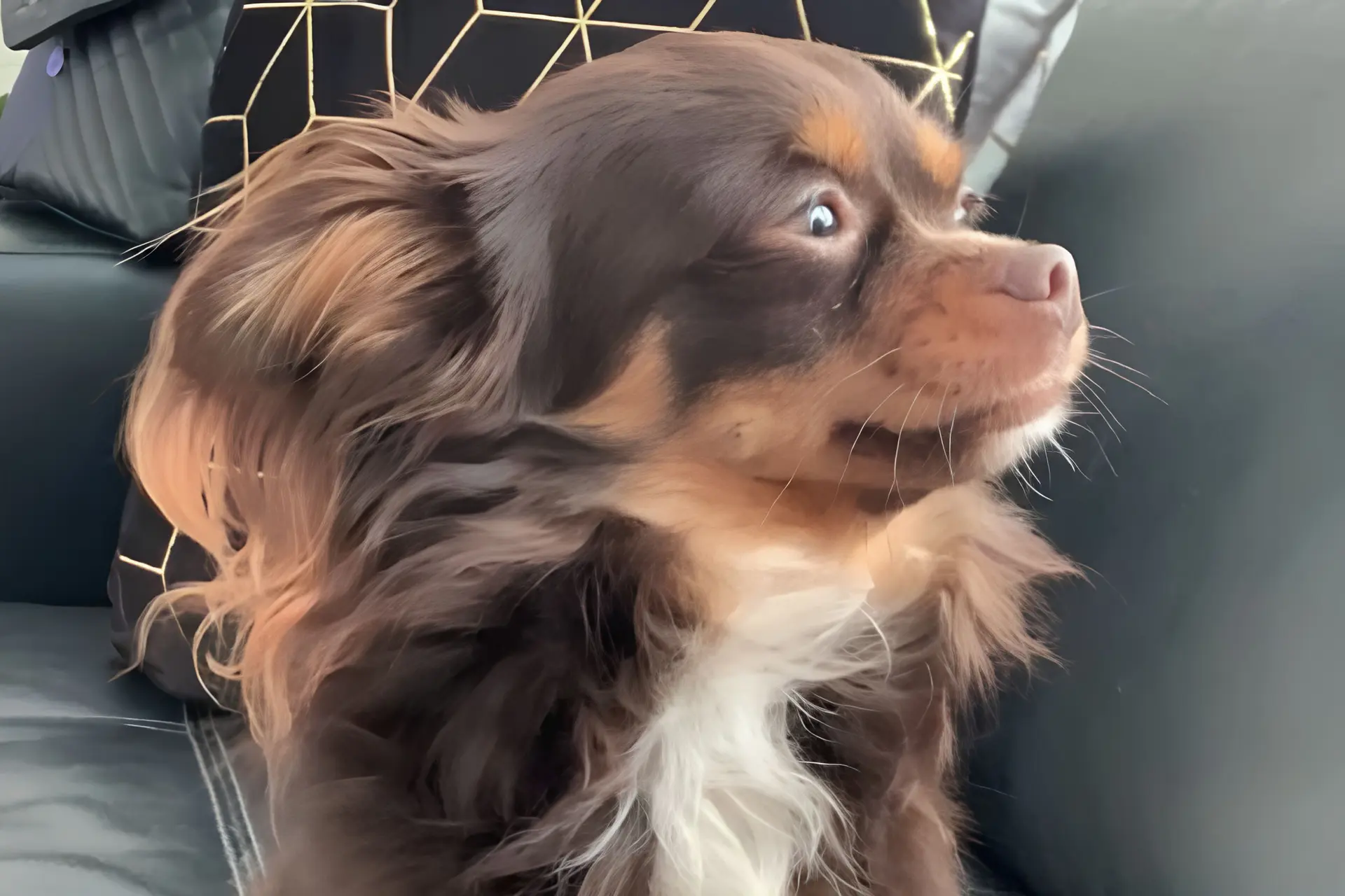 Nachtmerrievakantie: hondje Vinnie spoorloos na Franse caravaninbraak