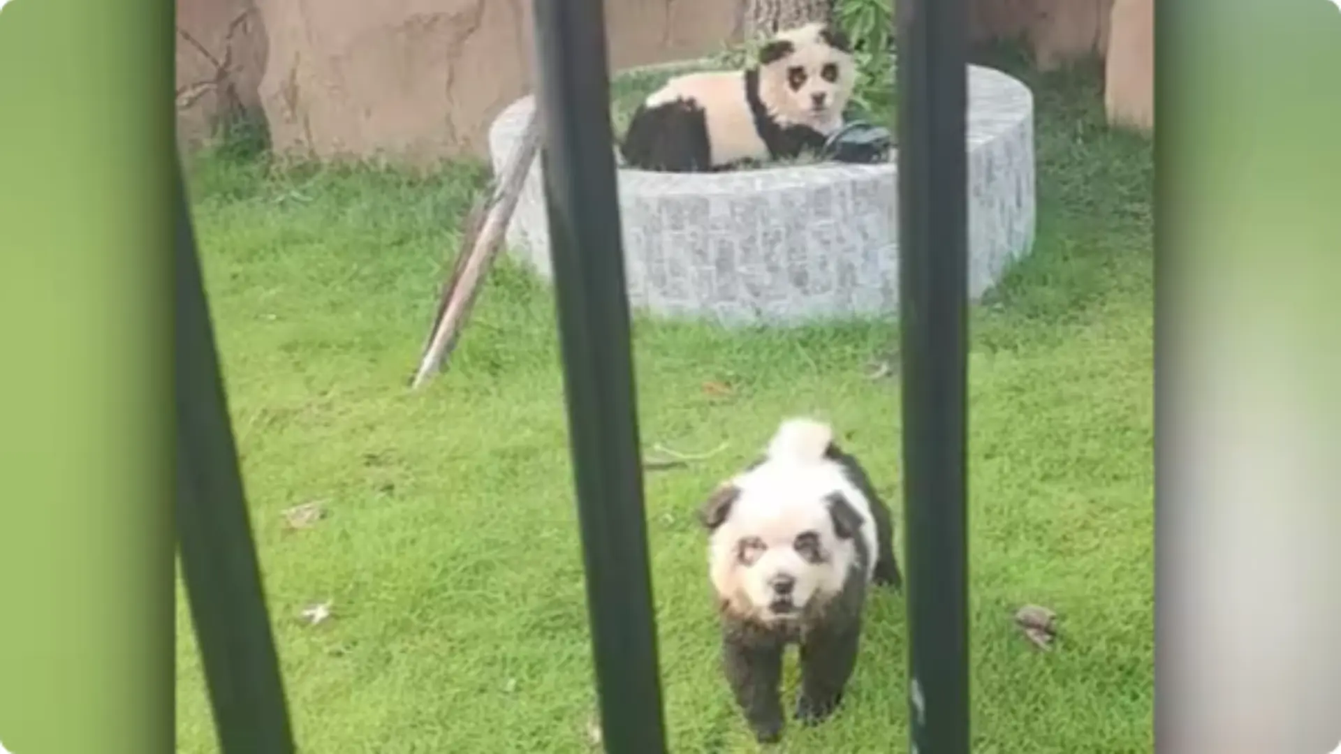 Panda's in Chinese dierentuin blijken hele andere dieren te zijn
