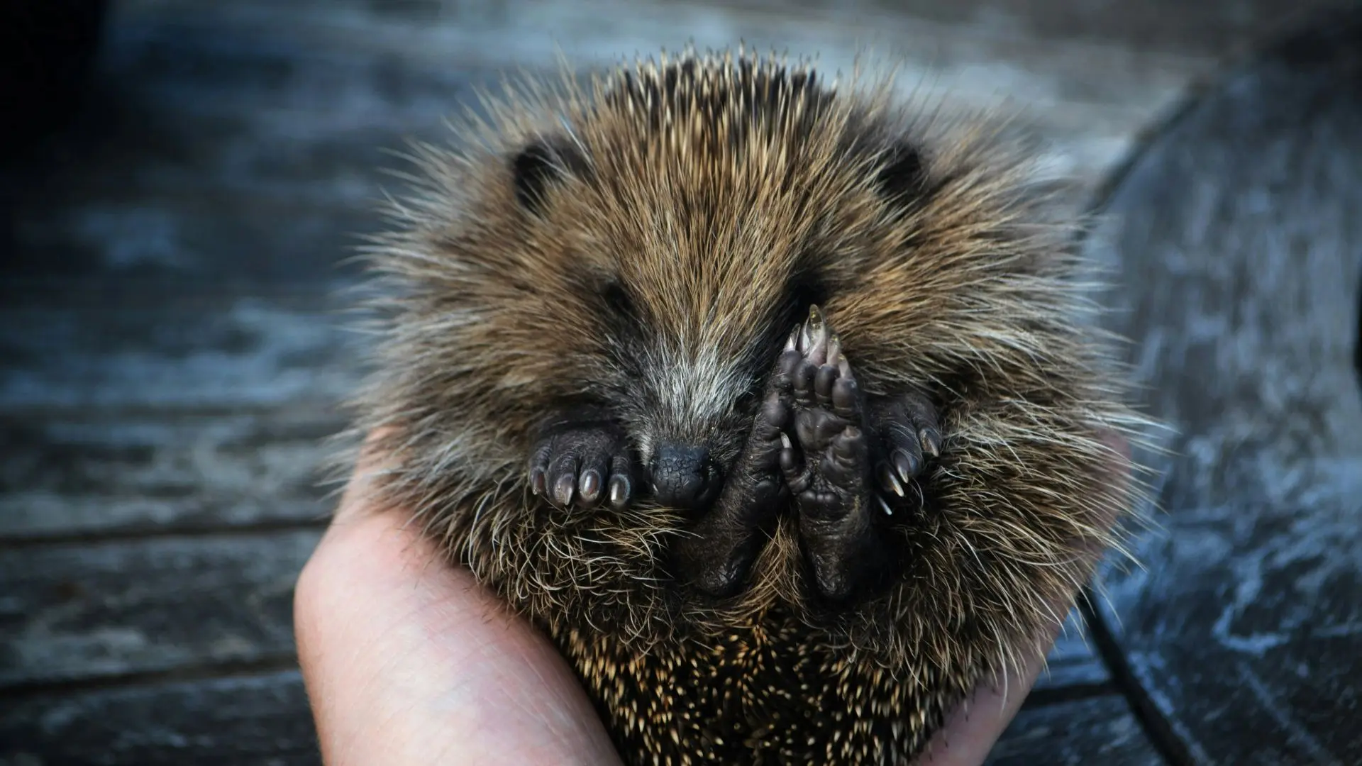 file 53