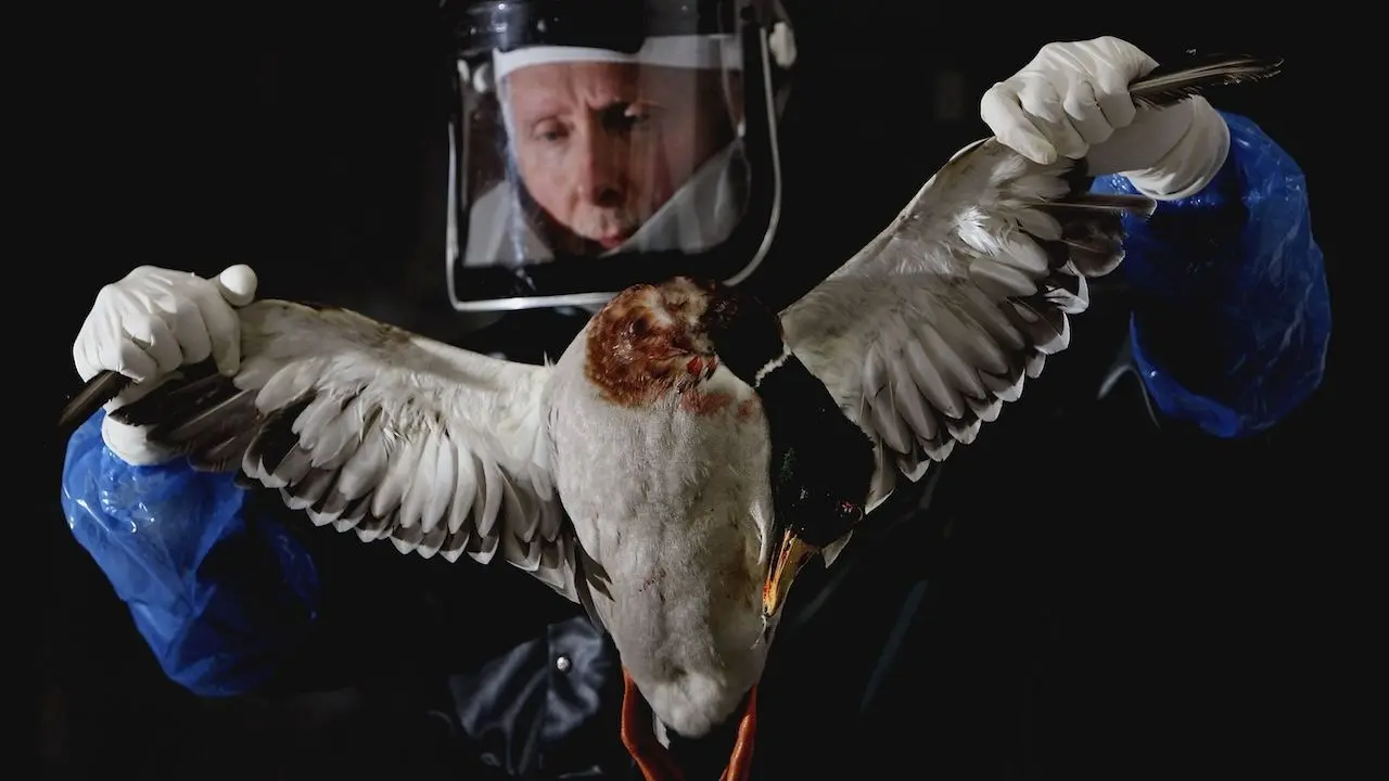 h5n1 vogelgriep