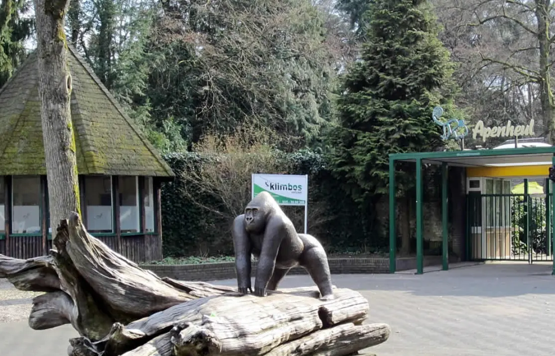 Chaos bij Apenheul na ontsnapte groep apen