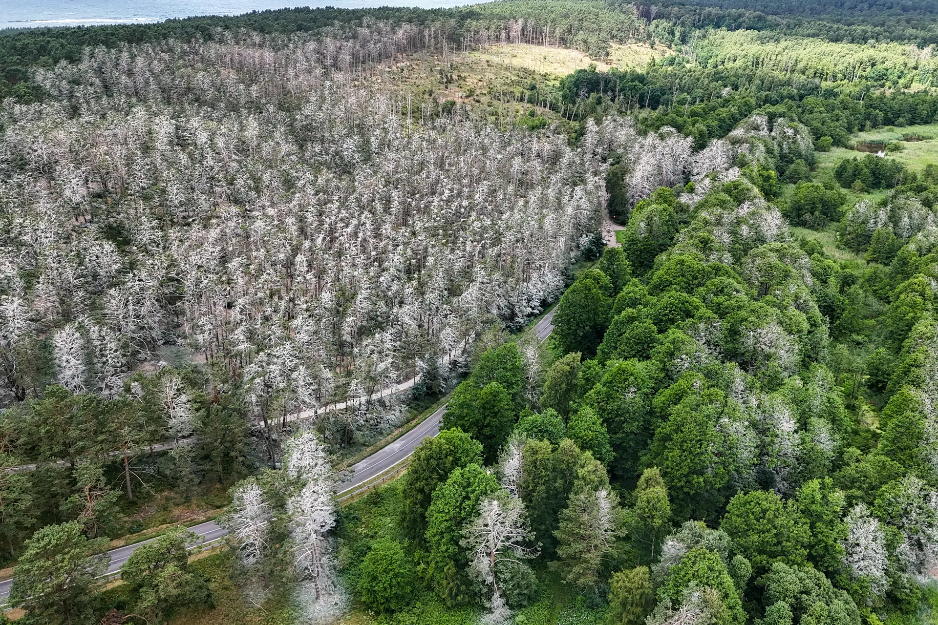 Kormoranų kolonija Juodkrantėje / Kas vyksta nuotr.