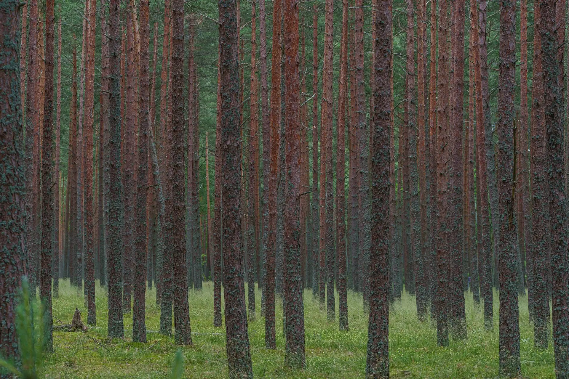 Miškas / R. Tenio nuotr.