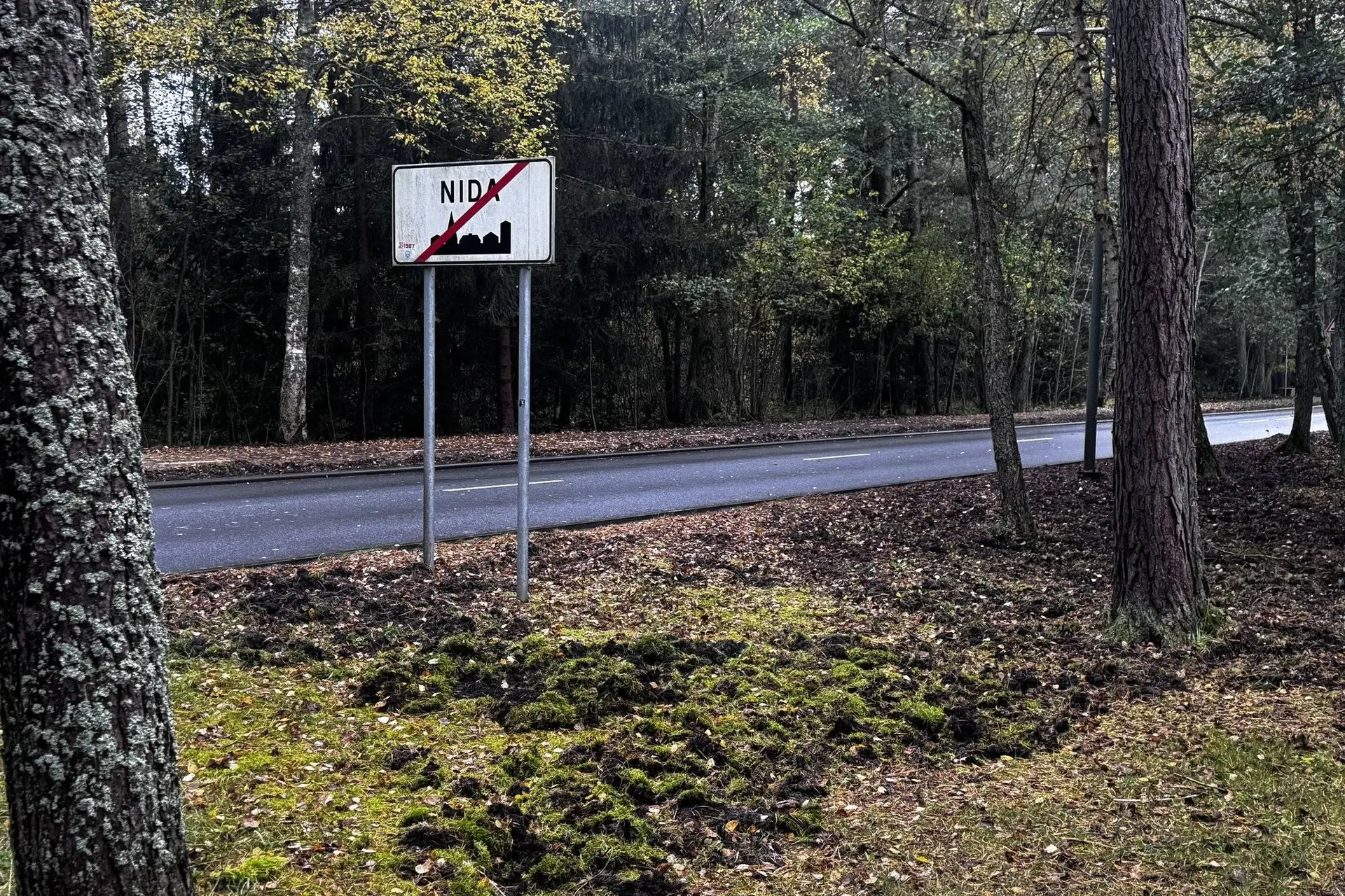 šernai nidoje 5