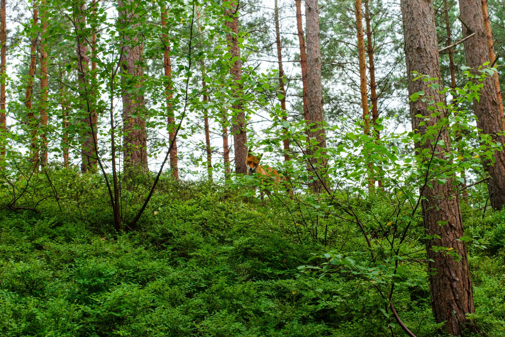 Lapė