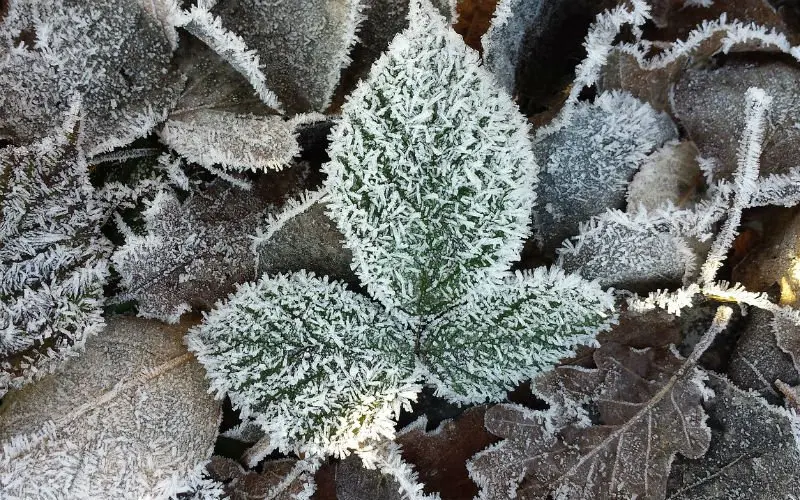 Winter op komst? KMI voorspelt vrieskou en winterse neerslag na zacht weekend