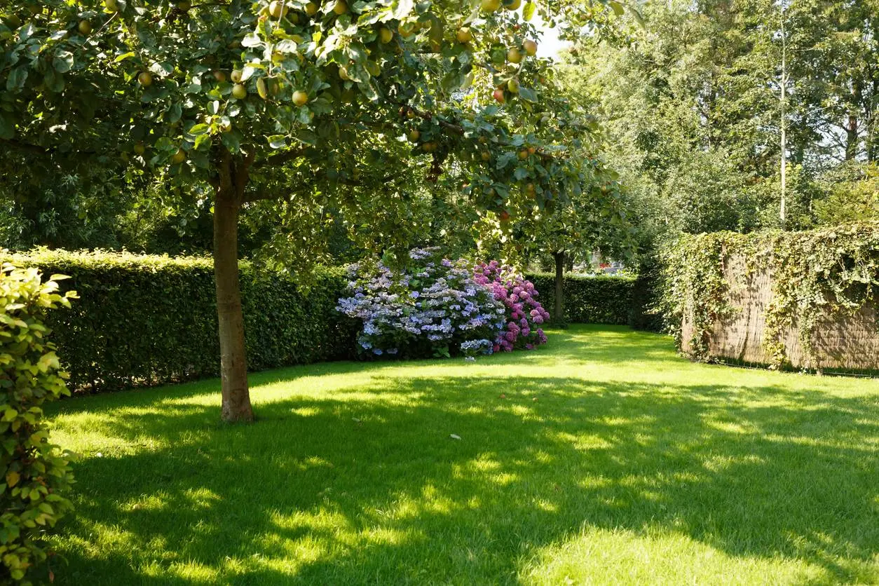 De geheime rol van schaduwplekken in een sterke tuin