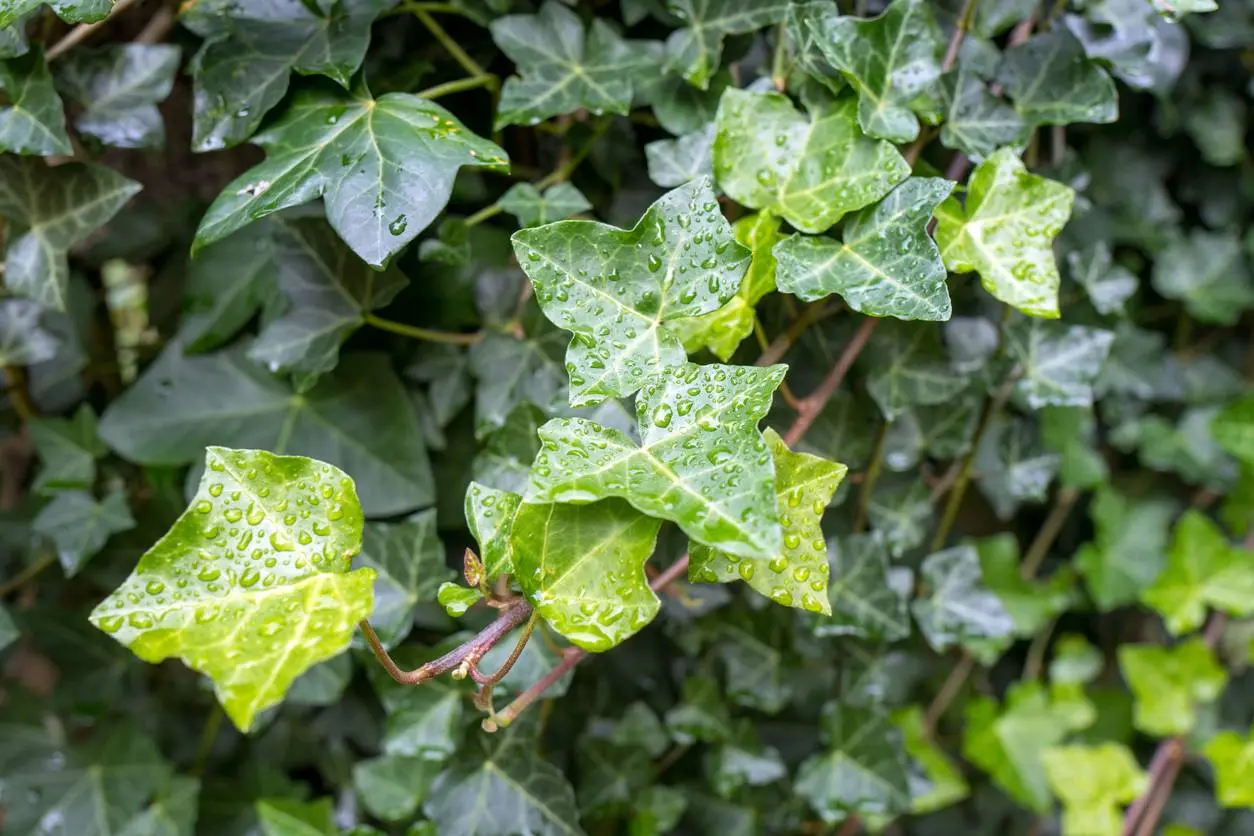 Waarom klimop een geschenk kan zijn voor je tuin (en wanneer het schadelijk wordt)