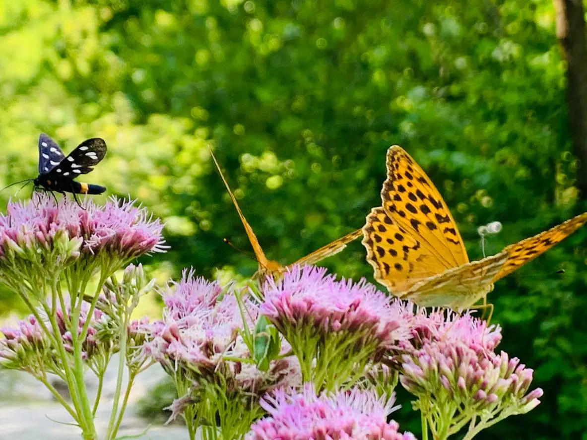 Met deze simpele tips wordt je tuin een paradijs voor bijen en vlinders