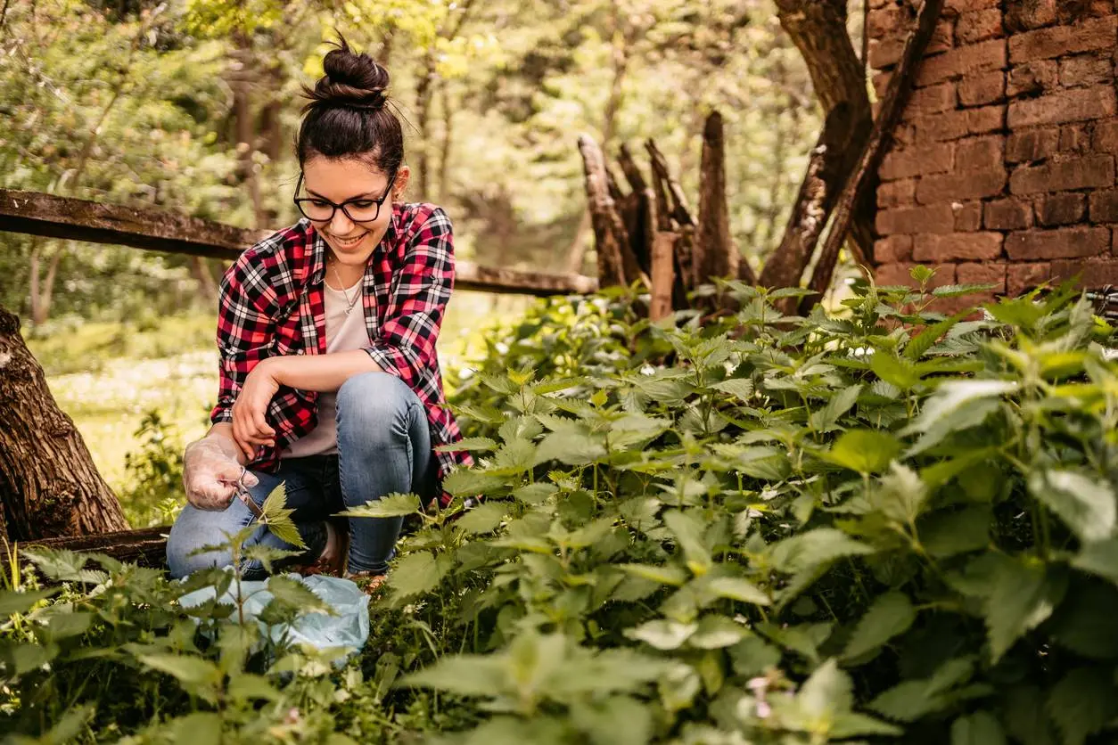 De verrassende voordelen van brandnetels in je tuin