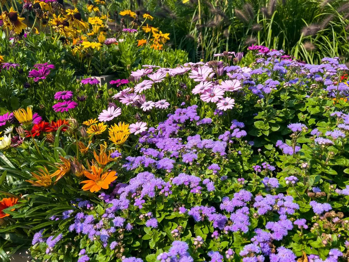 Met meer bloemen in je tuin oogst je straks ook meer groenten en fruit