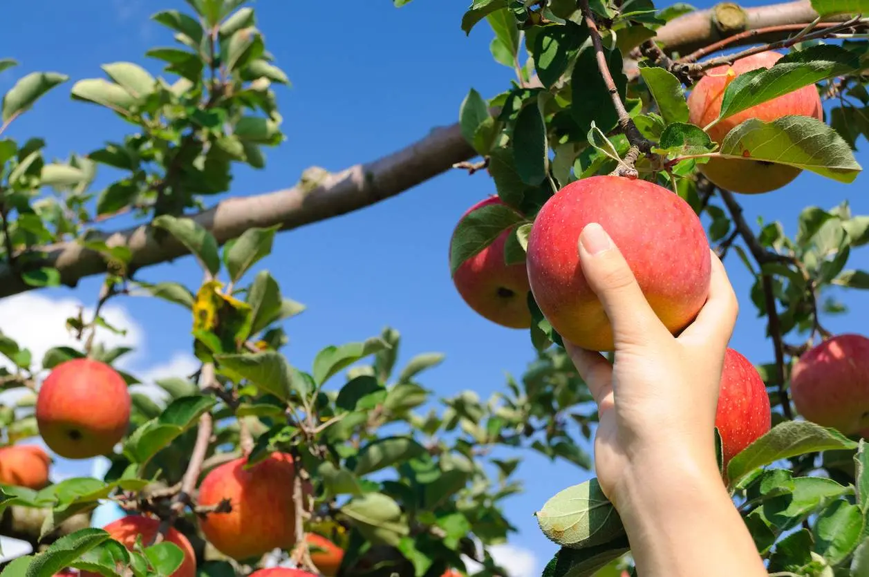 Zo hou je appels en peren uit de tuin maandenlang vers