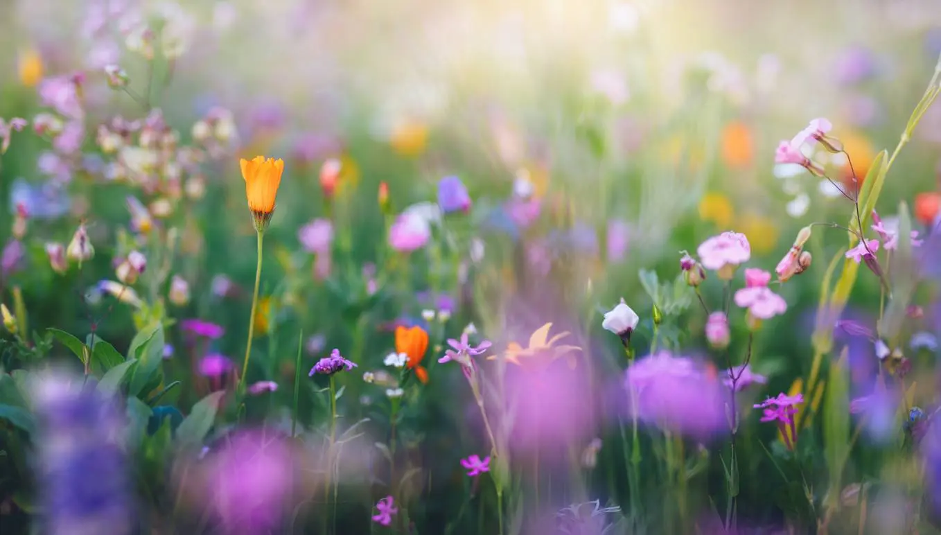 Waarom bloemen in je tuin je dichter bij je buren brengen