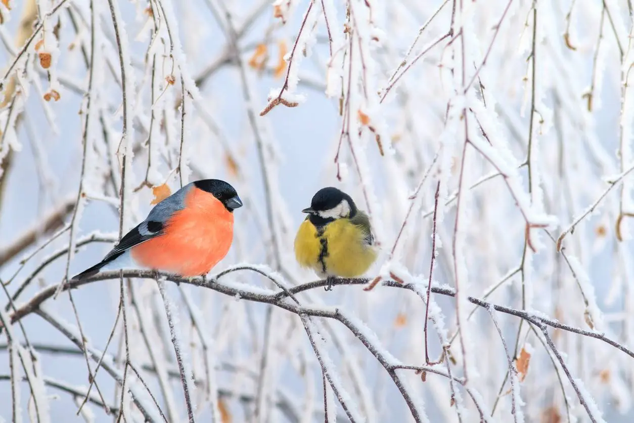 Waarom vogels voeren in de winter belangrijker is dan ooit