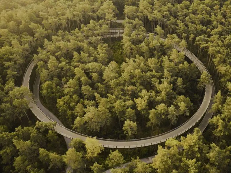 fietsen door de bomen