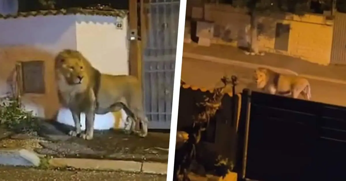 Ontsnapte circusleeuw loopt urenlang door Italiaanse stad (VIDEO)