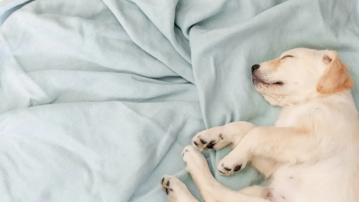 dog1221 1200x675