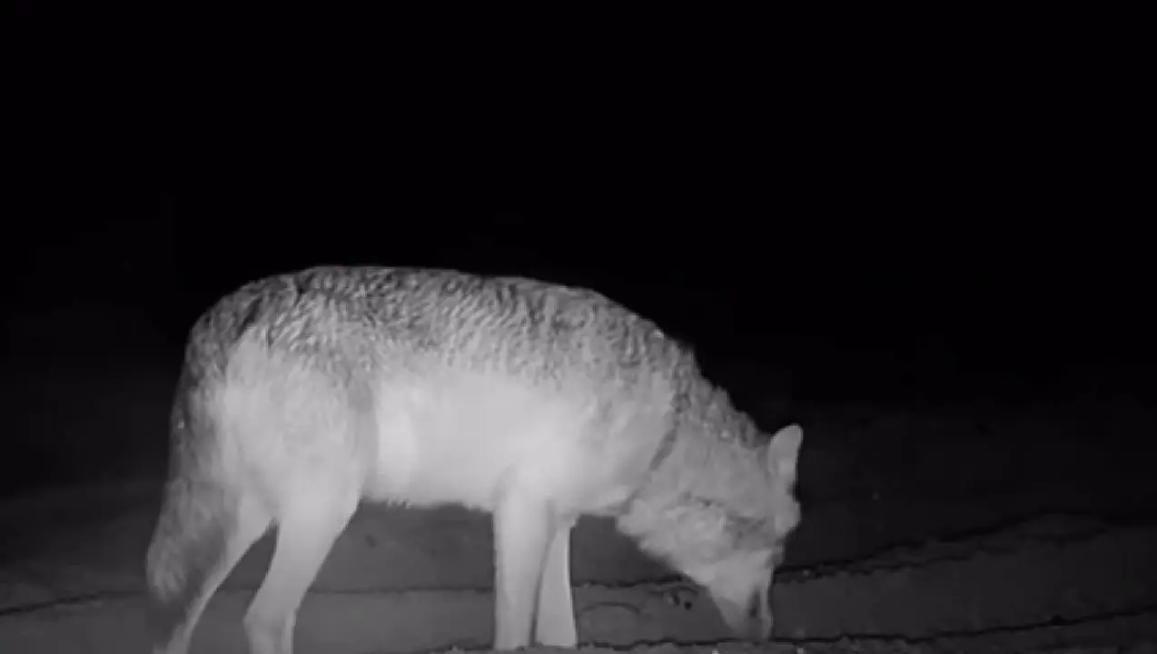 Moeder van jongetje dat gegrepen werd door wolf vertelt wat er echt gebeurde