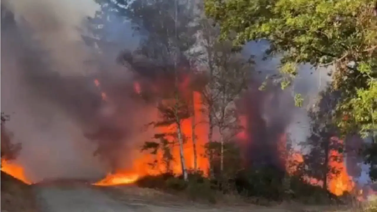 Brand334