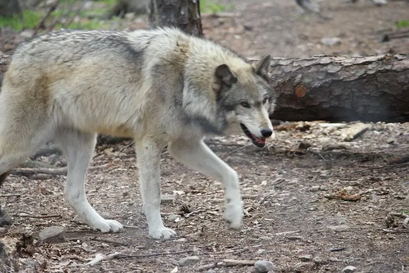 De wolf eindelijk vogelvrij verklaard: Boeren opgelucht na akkoord over verlaagde beschermingsstatus