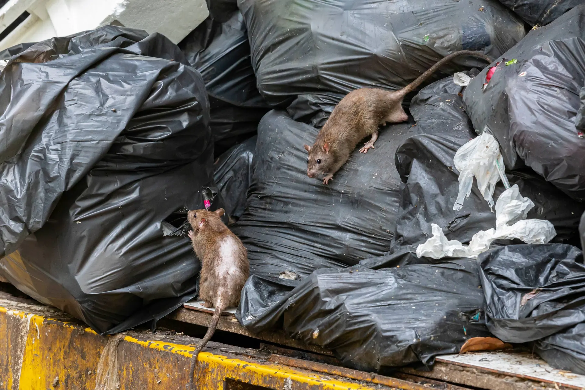 Overvolle containers, rotzooi op straat: Nederland verandert in paradijs voor ratten