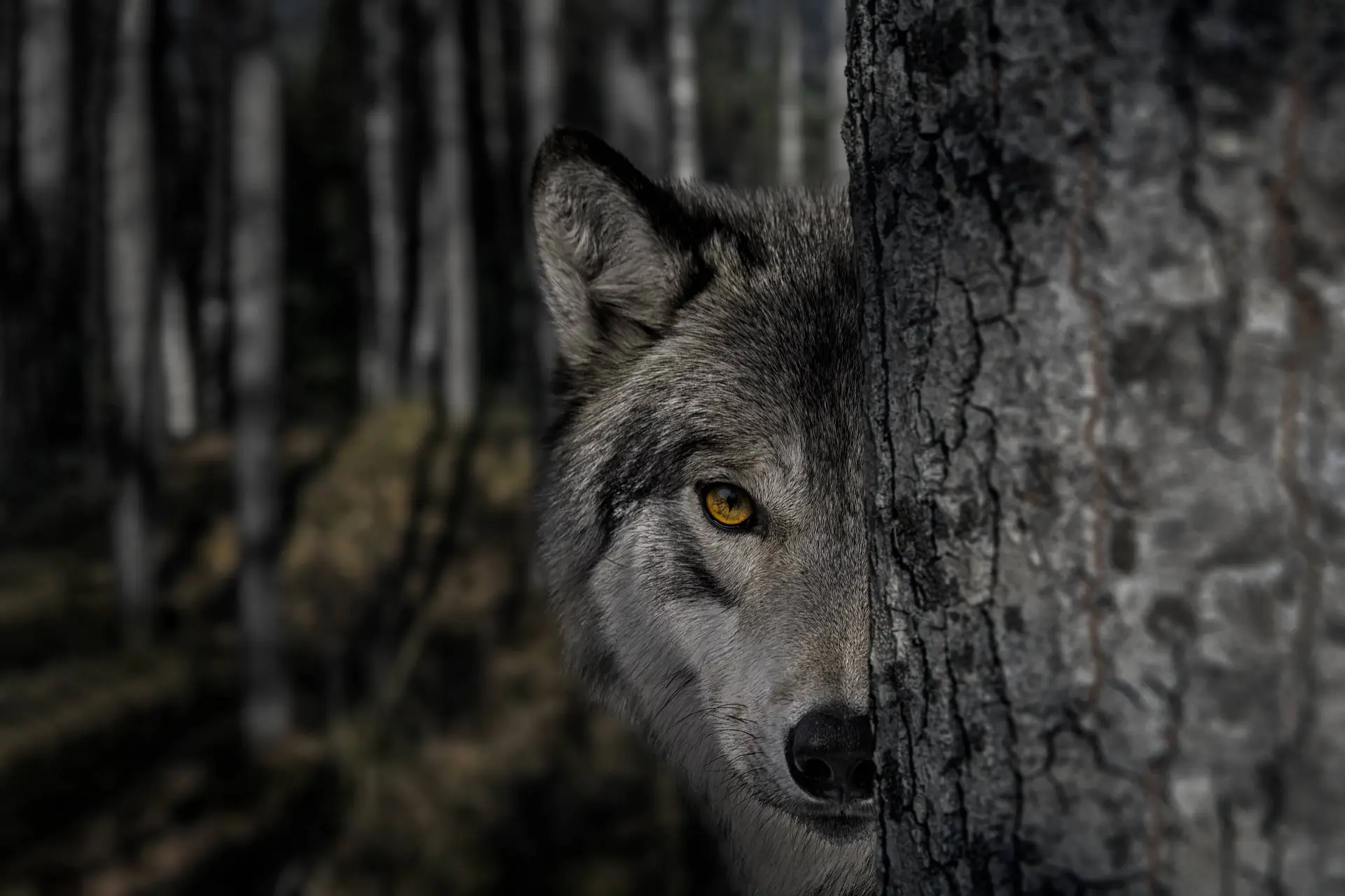 Boer in Frankrijk verdedigt zijn kudde: wolf neergeschoten tijdens aanval in Drôme