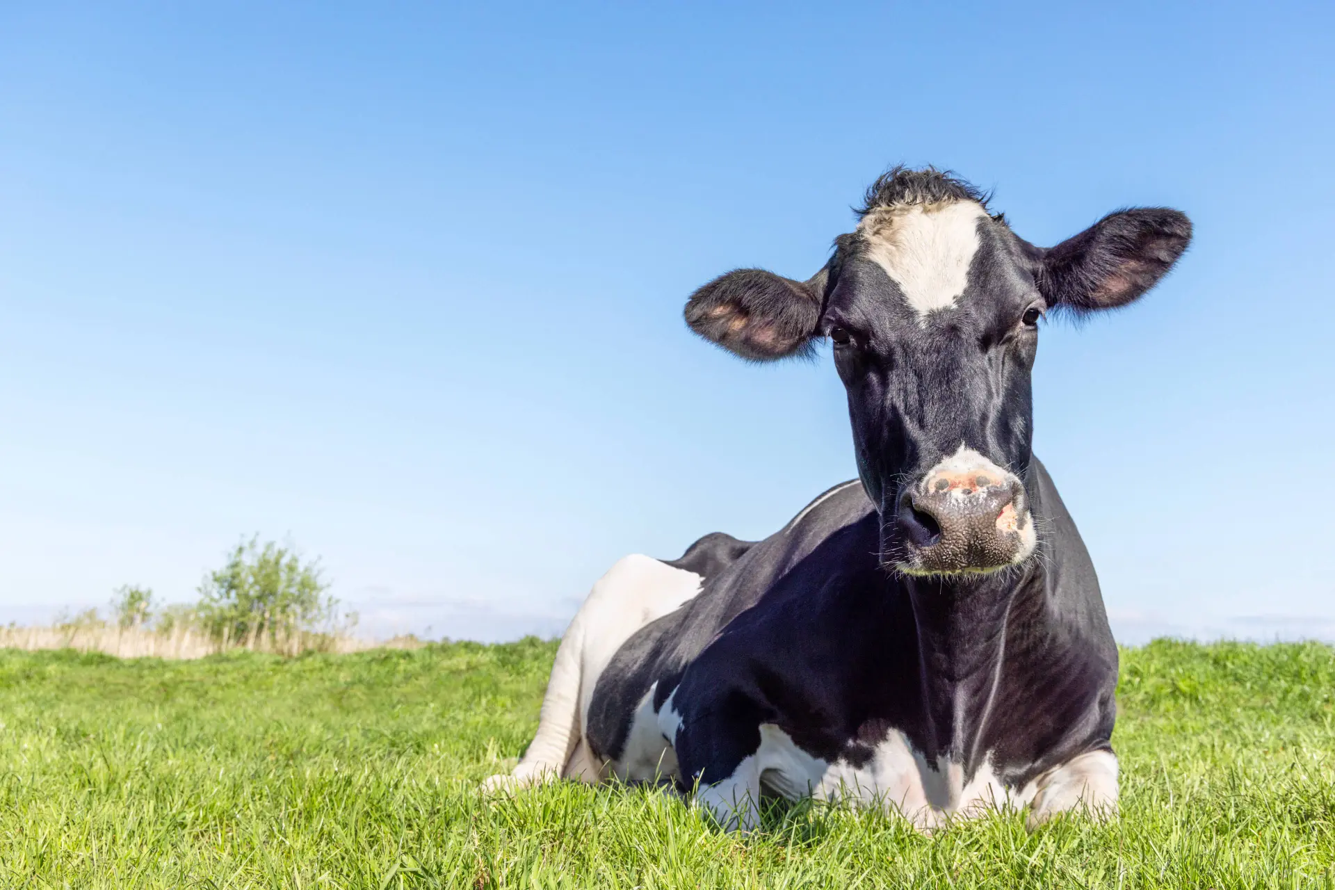 BOEREN SLAAN TERUG: Landbouwexport knalt met ruim 8% omhoog ondanks haatcampagne Den Haag!