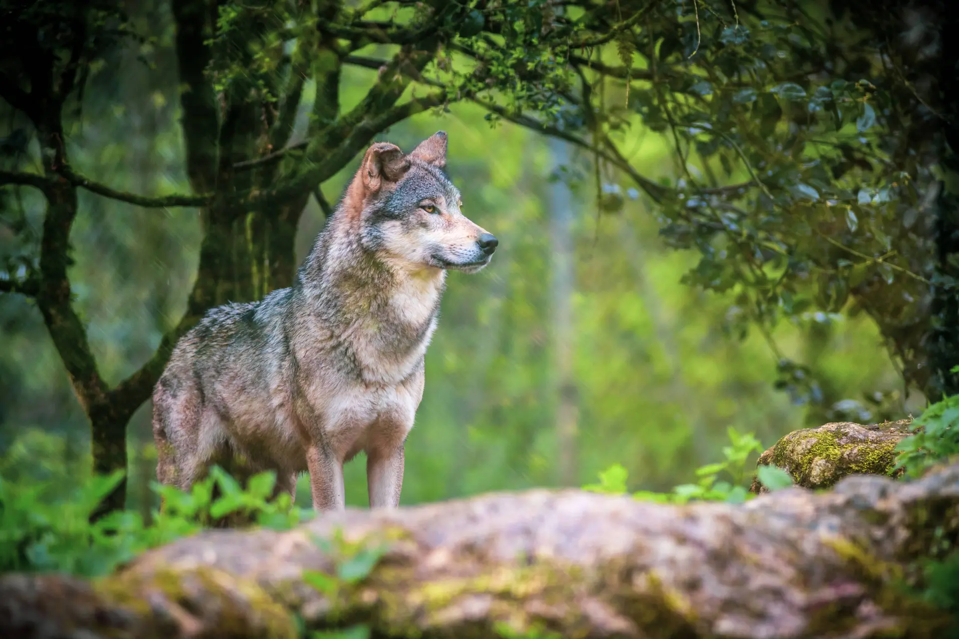 shutterstock_2615575457 (1)