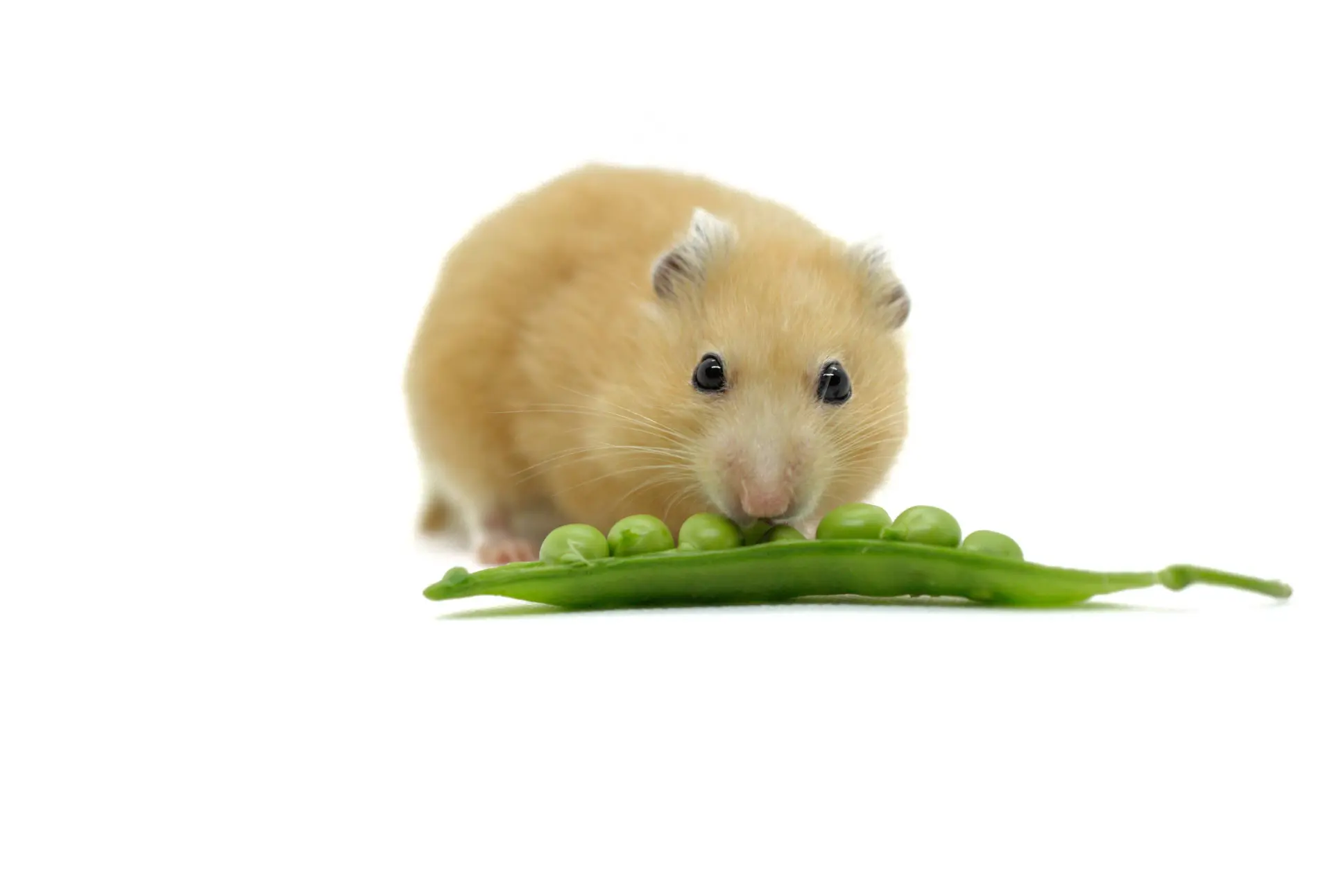 shutterstock_1932873884