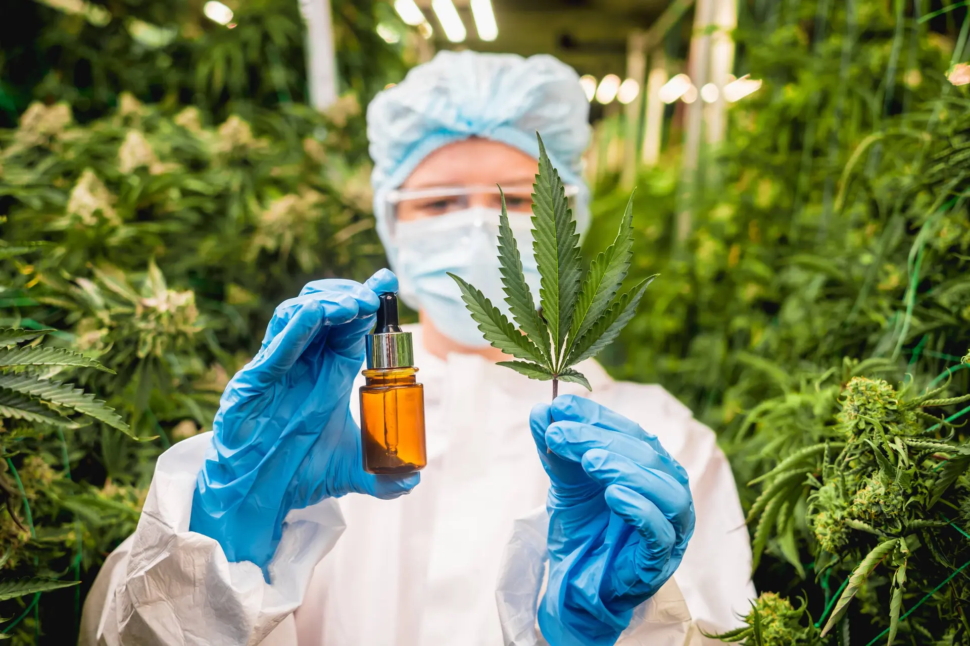 Levensgevaarlijke hype doorgeprikt: Erasmus MC waarschuwt zwangere vrouwen keihard voor 'onschuldige' cannabisolie