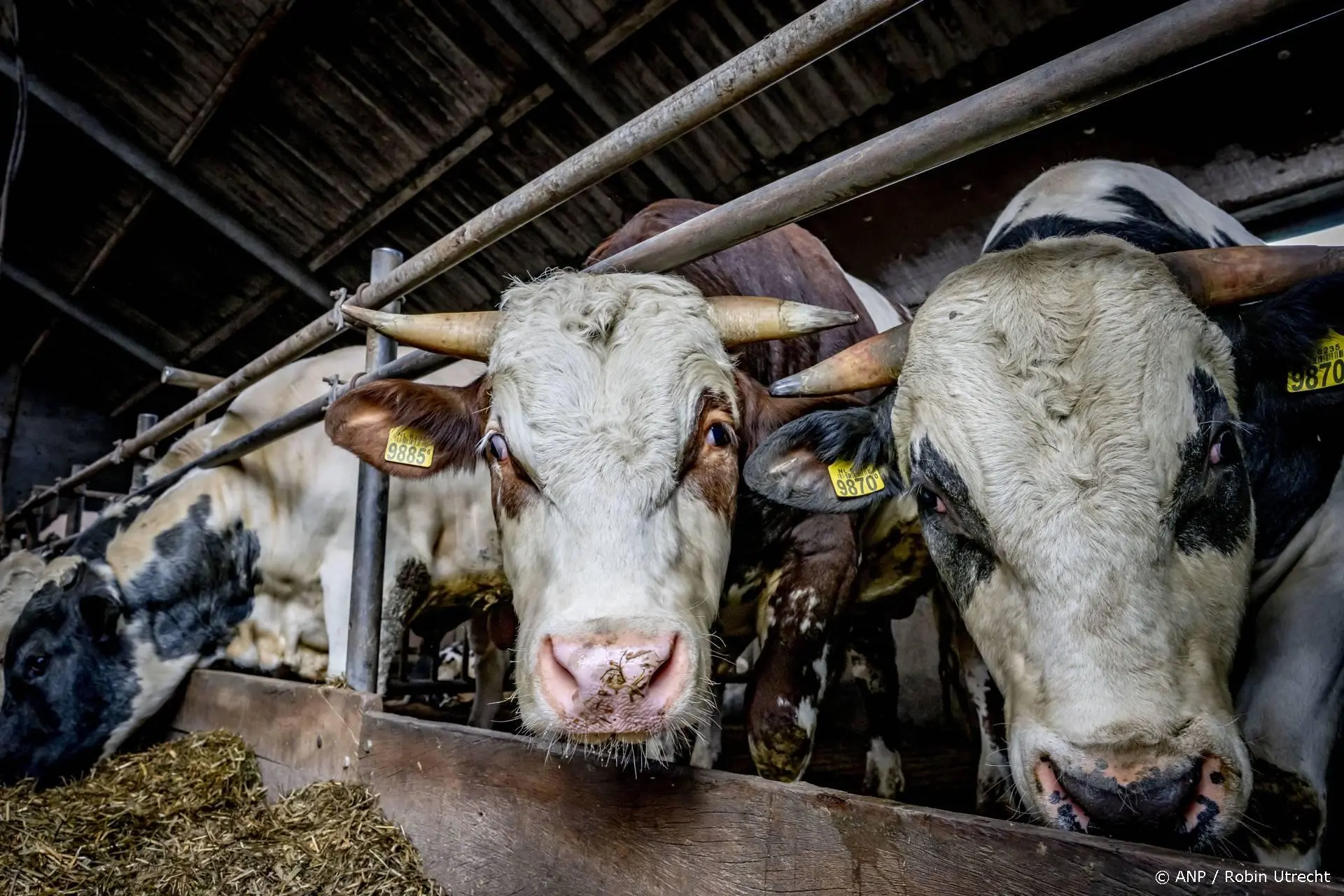 Stikstofplannen: kabinet wil maximaal 2,6 koeien per hectare