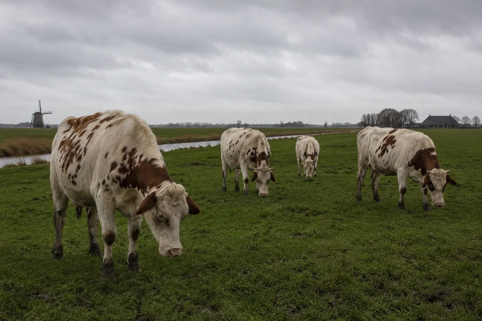 Boerenbedrog in Den Haag: Kabinet houdt gedwongen krimp en dwingende sectorplafonds achter de hand