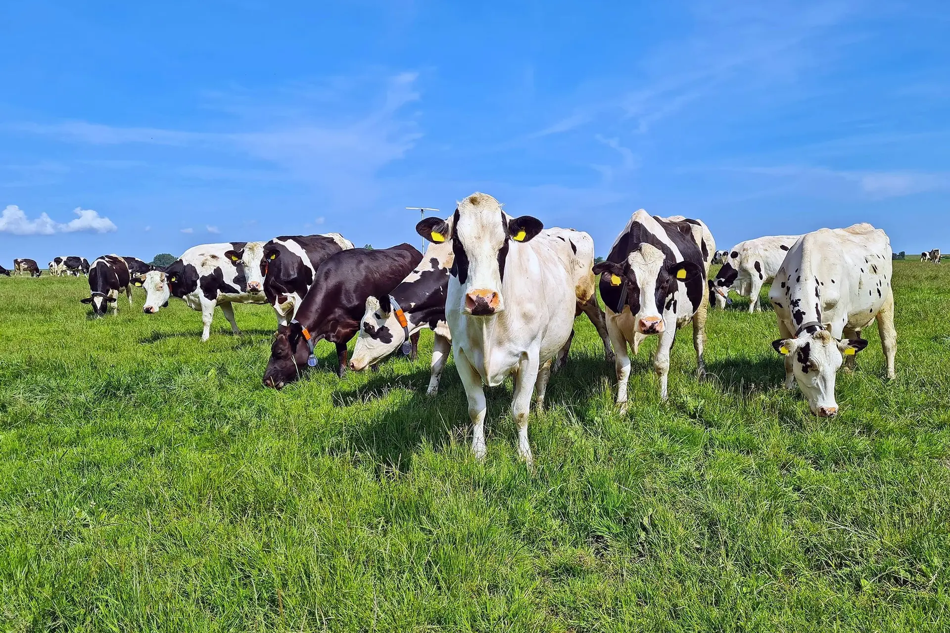 Totale stikstofwaanzin: Minister Van Essen eist 'koevrije zones' in Friesland om 0,4 hectare natuur