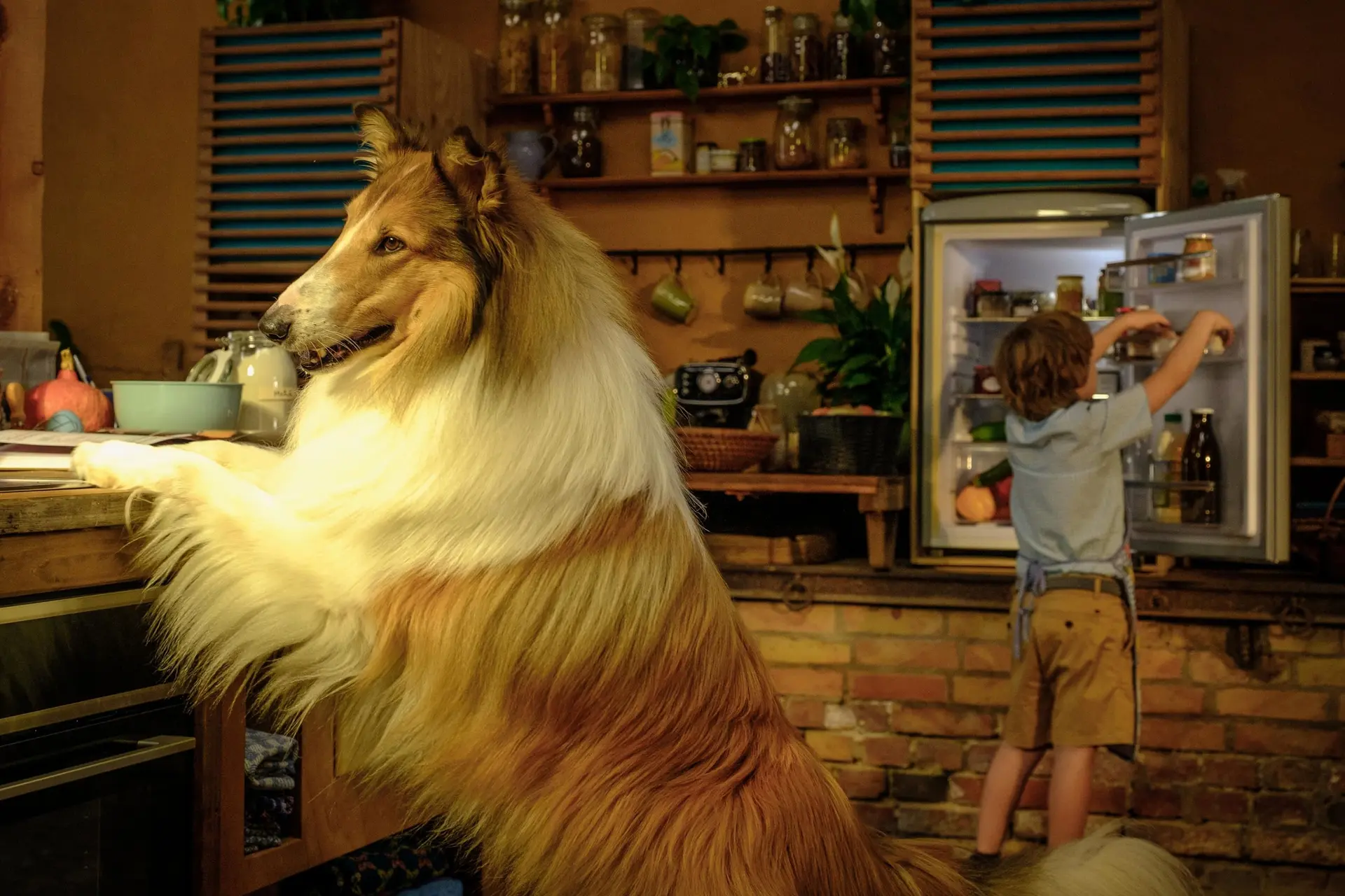 Nieuwe Lassie-film 'Een Nieuw Avontuur' maakt vanaf vandaag zijn intrede op Netflix