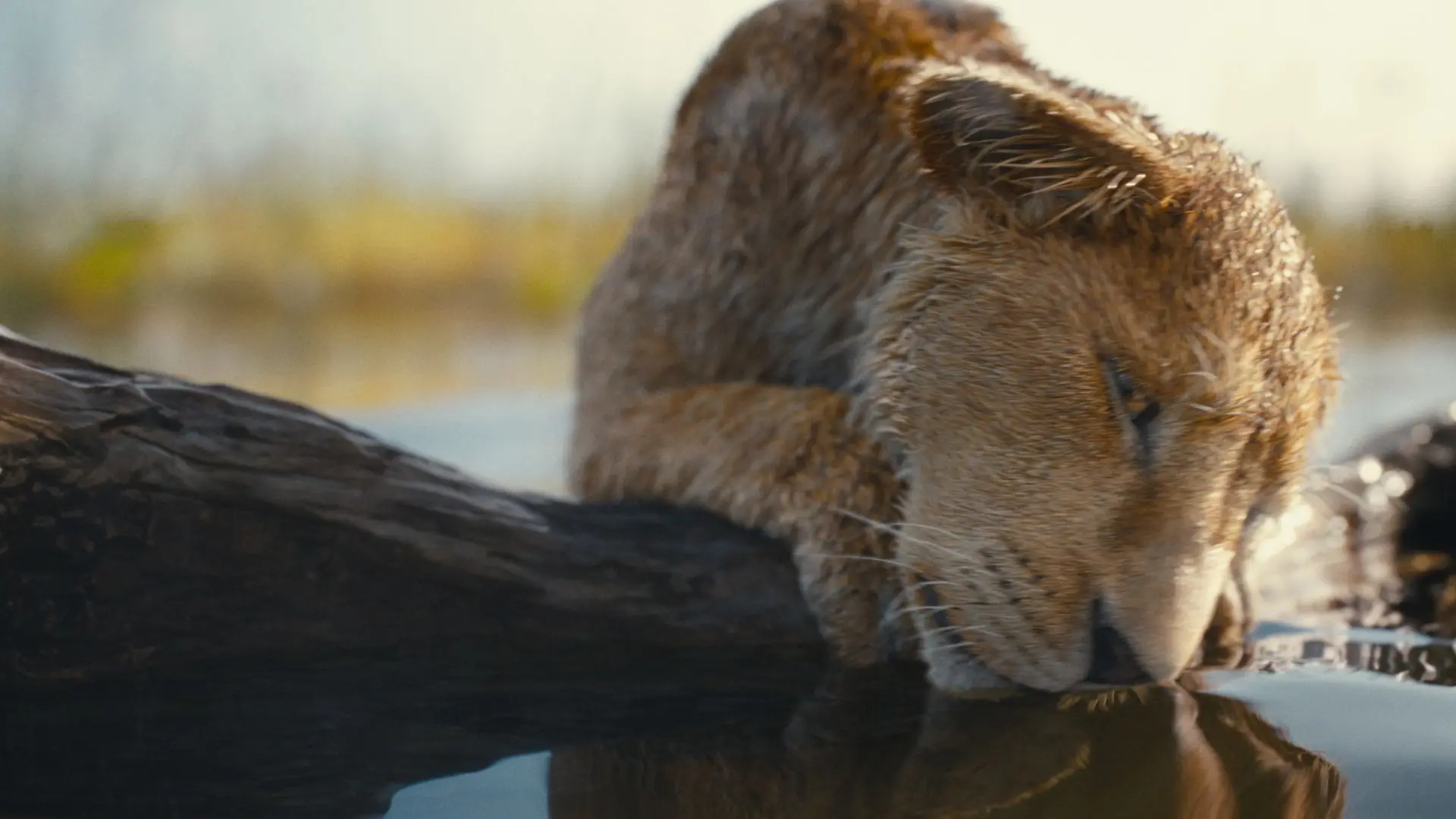 Disney deelt nieuwe verbluffende trailer van aankomende Lion King-prequel 'Mufasa'