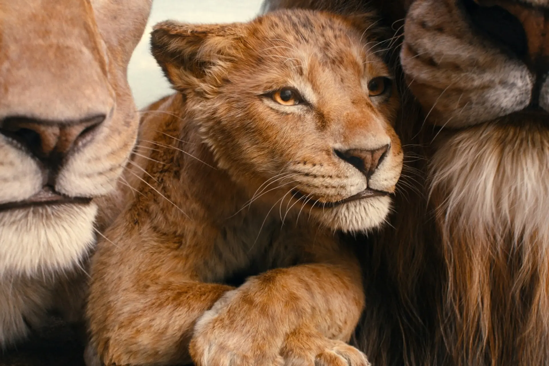 Nieuwe The Lion King-film 'Mufasa' vanaf vandaag eindelijk te zien op Disney+