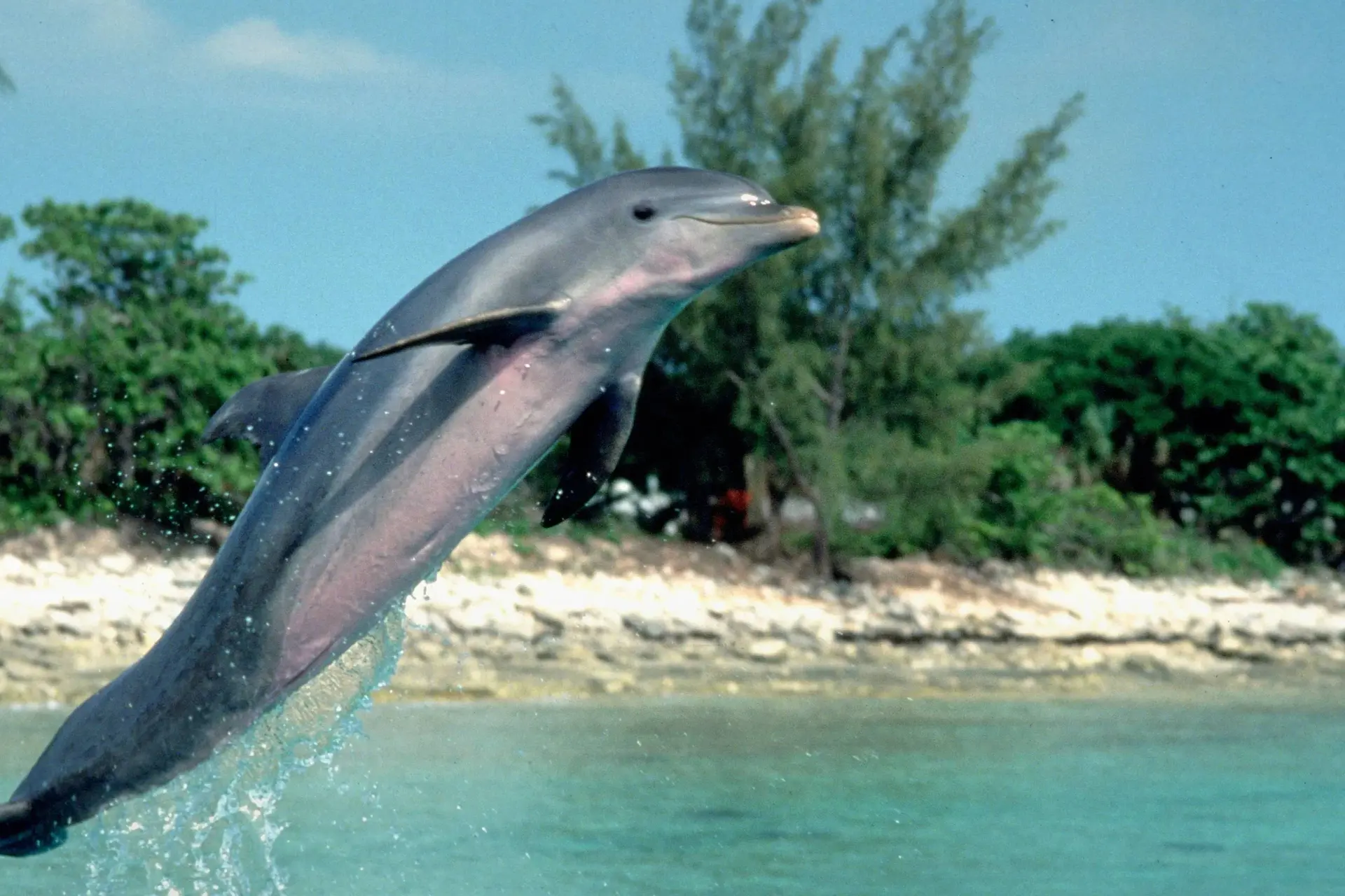Nostalgie met Elijah Wood en Paul Hogan: Iconische '90s-film 'Flipper' nu te zien op Netflix