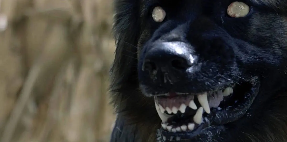 Bekroonde psychologische thriller 'The Dogs' onthult beklemmende officiële trailer